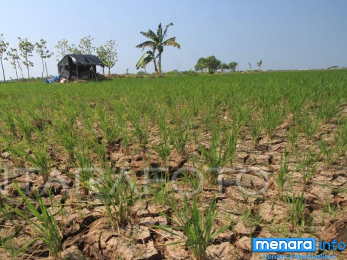 Berakhirnya Fenomena El Nino Akan Disambut La Nina, BMKG Ingatkan Agar Tetap Waspada