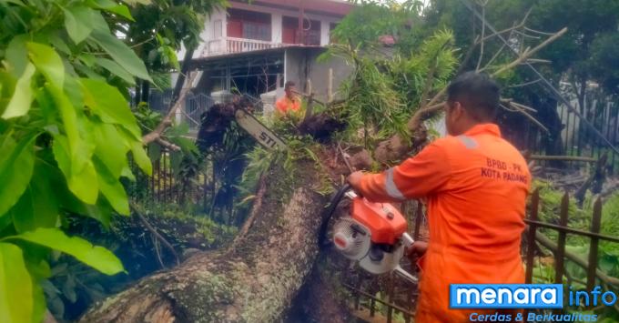 10 Titik Lokasi Pohon Tumbang Akibat Hujan Deras