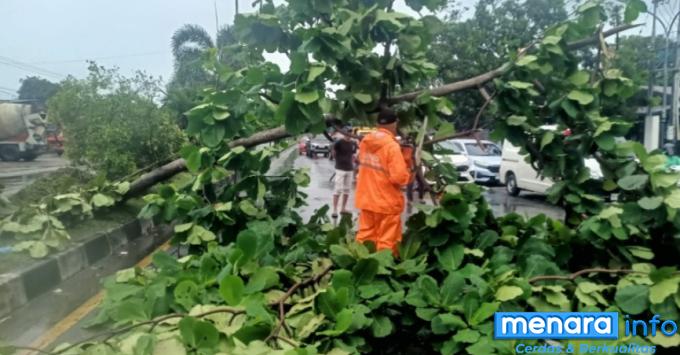 pohon tumbang akibat hujan dan badai