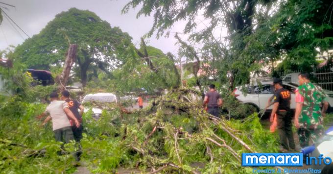 pohon tumbamg akibatkan kerusakan dua unit mobil