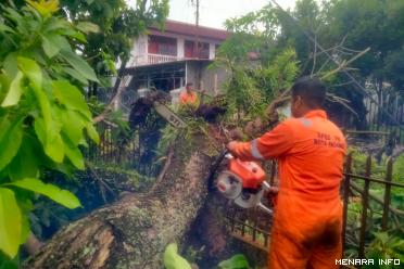 pohon tumbang akibat hujan deras