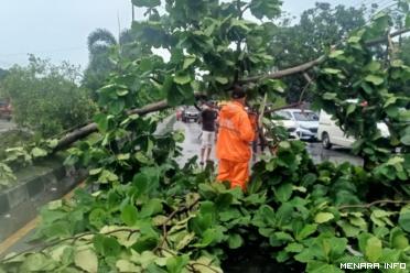 29 Titik Pohon Tumbang Akibat Hujan Deras Dan Badai