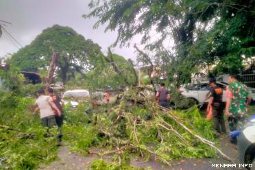 Dua Unit Mobil Alami Rusak Akibat Pohon Tumbang Di Purus...